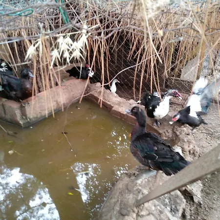 Datca Organik Farm Hause Mugla