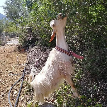 Holiday home Datca Organik Farm Hause