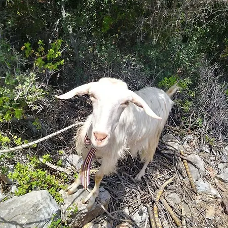 Datca Organik Farm Hause * Mugla